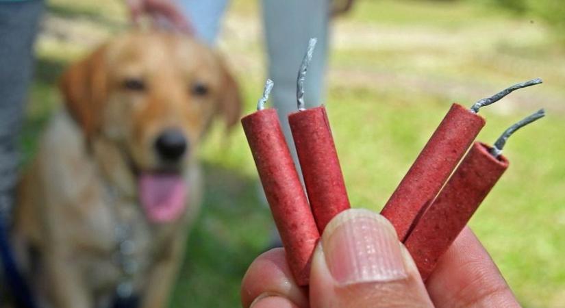 Szilveszteri PetárdaSTOP-ot kérnek az állatvédők! - Ezeket a tanácsokat fogadd meg, ha házi kedvenced van