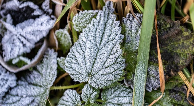 Ezért borul fehérbe a táj havazás nélkül: képeken a zúzmarás csodavilág