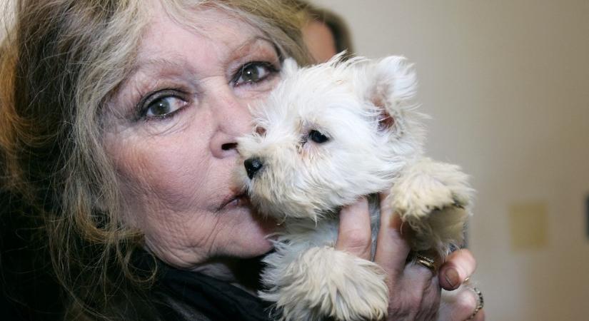 Brigitte Bardot utolsó posztja is az állatokról szólt: egy nappal a halála előtt még gazdát keresett egy mentett kutyának