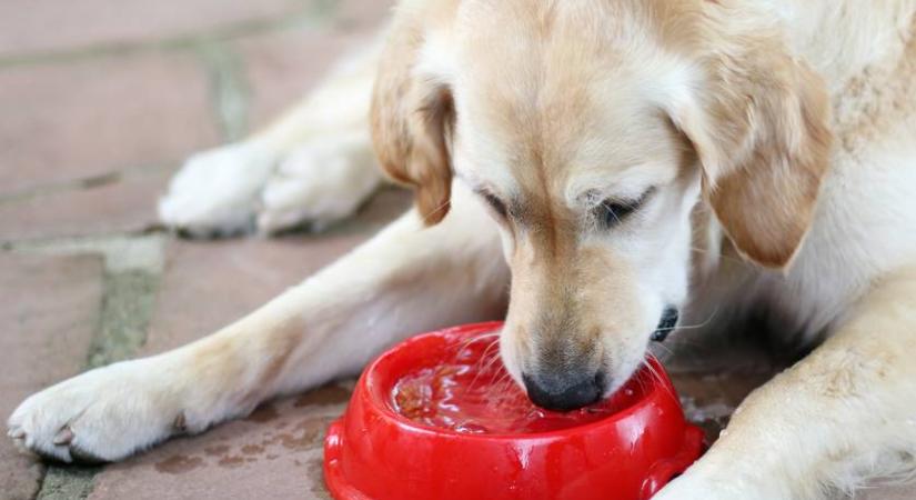 Tudod, hogy isznak a kutyák? Videóra vették és lelassították a felvételt, ami megmutatja