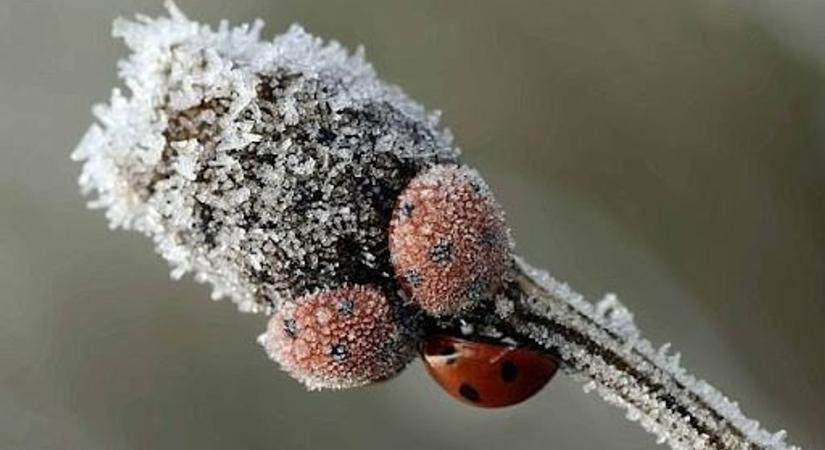 A téli kert csendes kis lakói: hasznos rovarok, amik a hidegben is dolgoznak