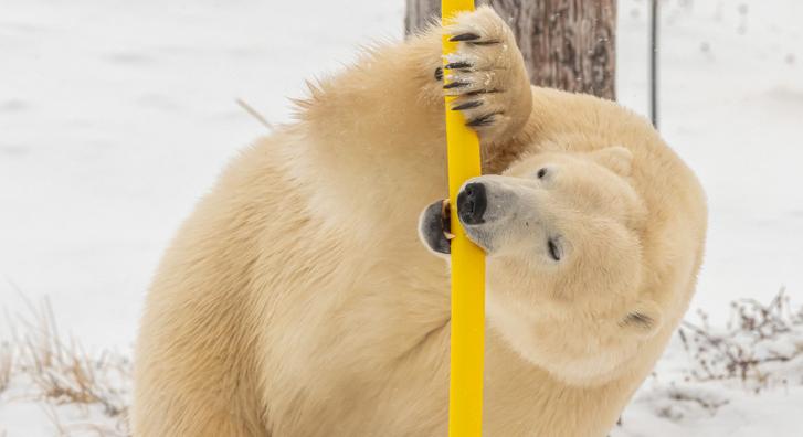 Ilyet felénk még állatkertben sem látni, rúdtáncoló jegesmedvét kaptak lencsevégre