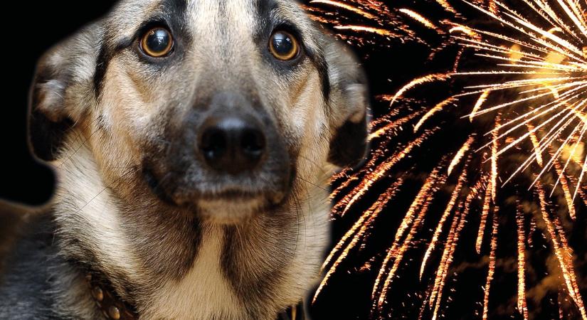 Így védjük kedvenceinket a tűzijáték rémületétől!
