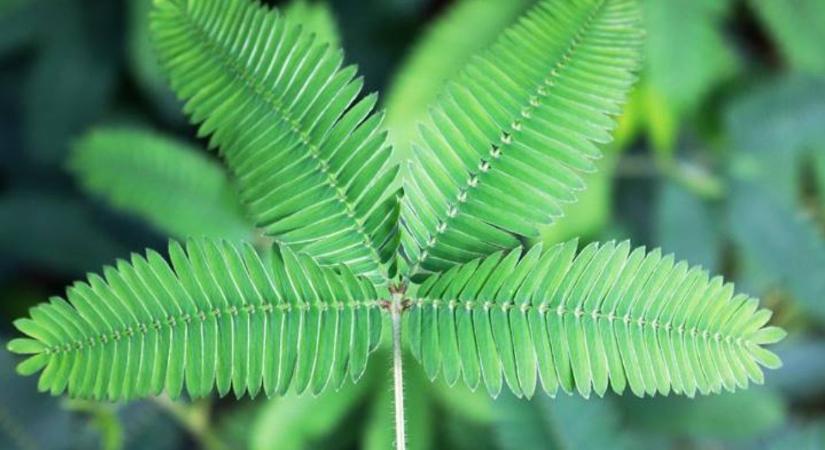 A mimóza tanul, emlékezik, és eldönti, mikor nem érdemes félni?