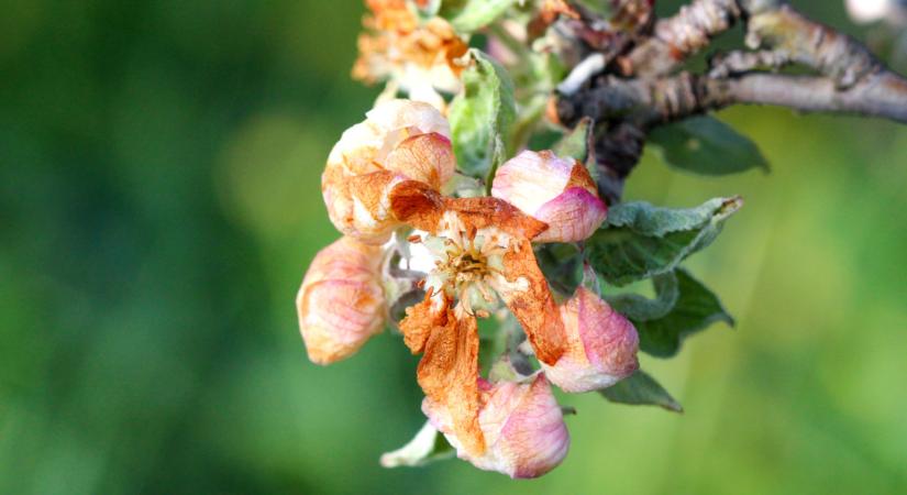 Legyalulta a fagy az ültetvényeket – esélytelen volt a védekezés