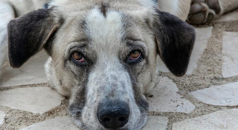 Bélelzáródás kutyáknál: tünetek, amik életveszélyes állapotot jeleznek