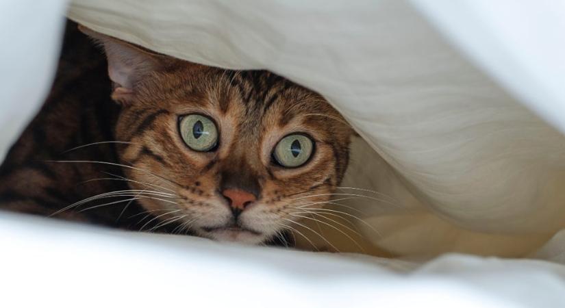 Az újévi pánik a macskákat is érinti: ezzel az 5 dologgal védheted meg kedvencedet