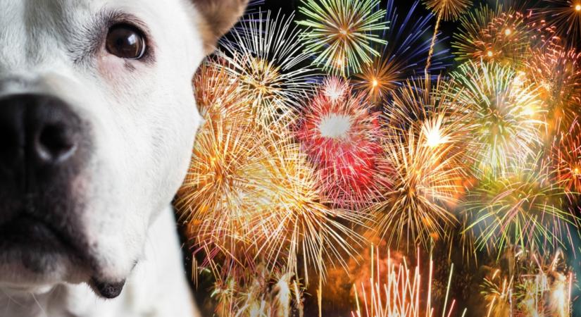 Életmentő tanács! Így figyelj oda az állataidra szilveszter környékén!