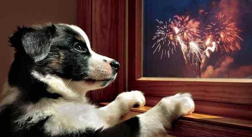 Állati jó tanácsok szilveszterre – elmondjuk, hogy óvhatja meg kedvencét!