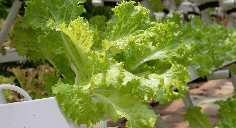 Évek óta rosszul kezeljük az öntözővizet? Amit eddig nem mondtak el a peroxidról