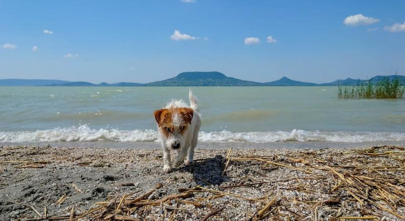 Hiába kéri több ezer nyaraló és helyi lakos, a siófoki kutyás strand létesítéséről idén sem tudott dönteni az önkormányzat