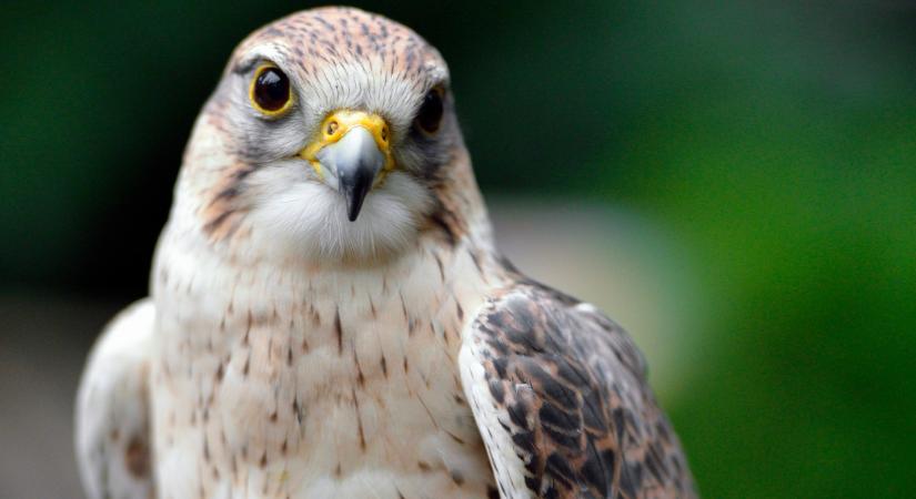 Sikerült a mentőakció: óriási, ami Európában történt