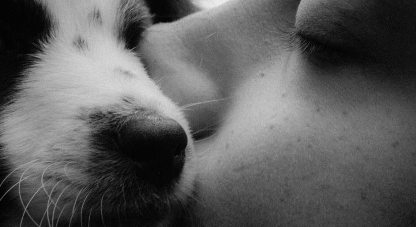 Egy új tanulmány szerint egyáltalán nem értjük kutyánkat: rosszul értelmezzük, amit kommunikál felénk