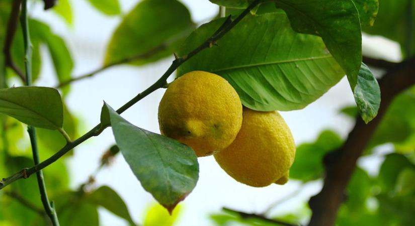 Citrusbotrány: papíron takarmány, a boltban prémium