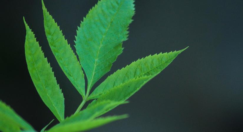 Újabb betegség támadja a kőriseket