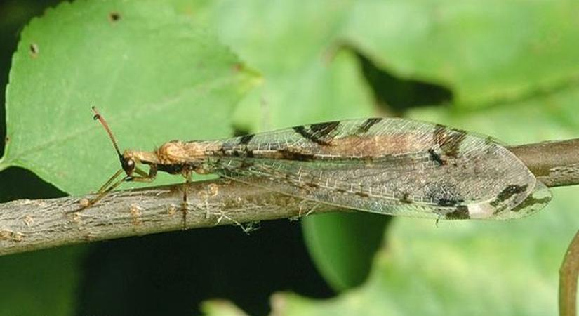 Íme a 2026-os év rovara! Egy kevéssé ismert faj került reflektorfénybe