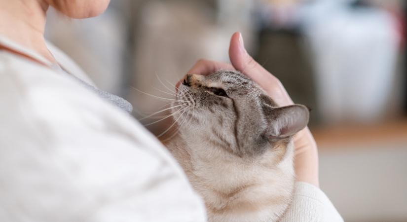 Ez történik az agyban, amikor macskádat öleled – az oxitocin titka