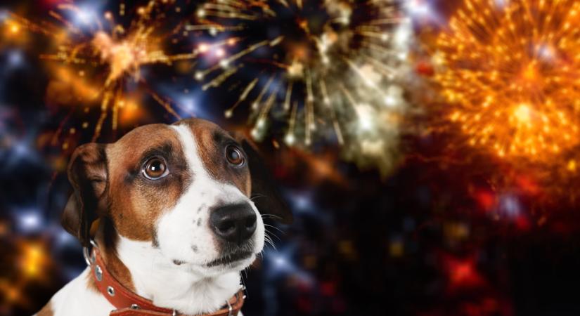 Szilveszteri pánik a kutyáknál? Így készítheti fel kedvencét a tűzijátékra