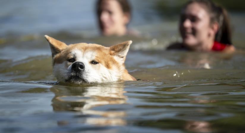 Veszélyben a balatoni kutyás strand: hiába a több ezres támogatás, idén sem született döntés