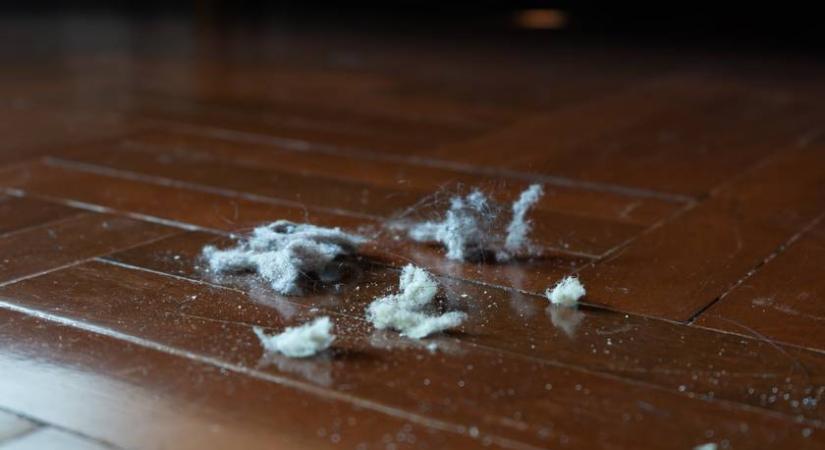 Miből van a porcica? Az ilyen padlón képződik a legtöbb belőle