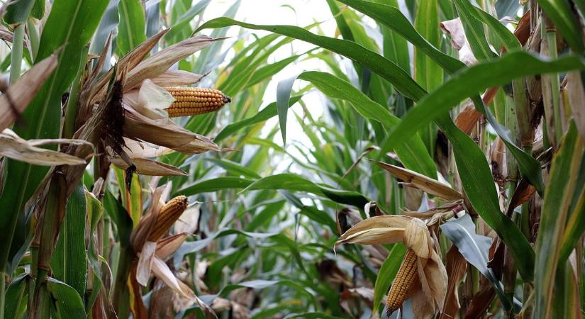 Kína 50 millió tonnával növelné gabonatermelését