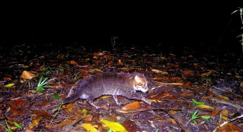 30 év után kerültek elő a kihaltnak hitt laposfejű macskák