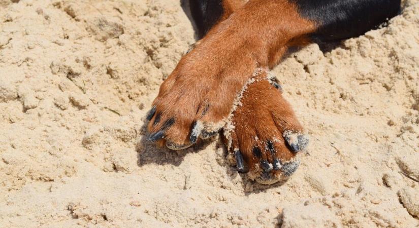 Bűnvádi feljelentést tettek a topolyai Komgrad Közvállalat ellen