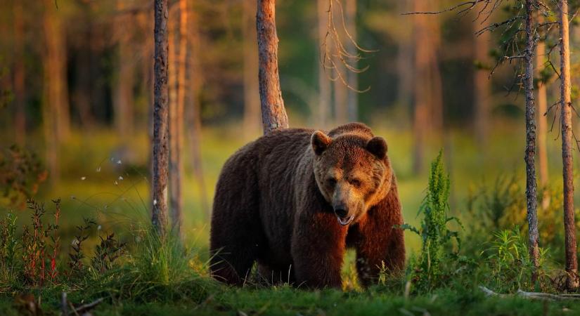 Rákaptak a japánok a medvére, gyilkos fenevadak húsáért tolonganak az éttermekben