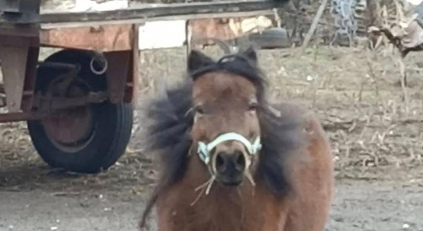 Világgá ment a karácsonyi ajándék: még hőkamerát is bevetettek, hogy megtalálják a szegvári pónit