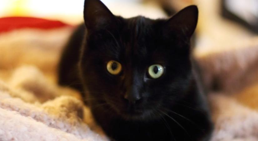 Gondozási hibák, amiket elkövethetsz télen a macskád kárára