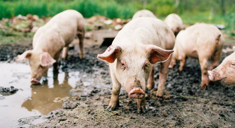 Megszűnt a veszélyes járvány Magyarország szomszédjában: feloldották a korlátozásokat