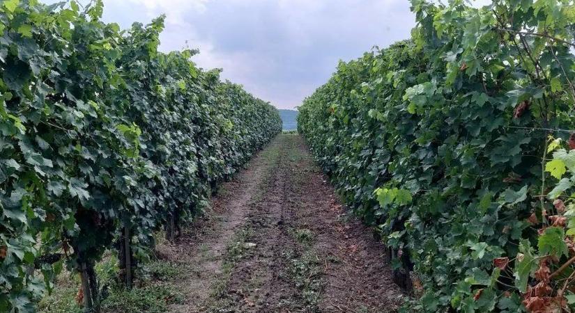 A klímaváltozás miatt kísérletezni kell a szőlőtermesztésben