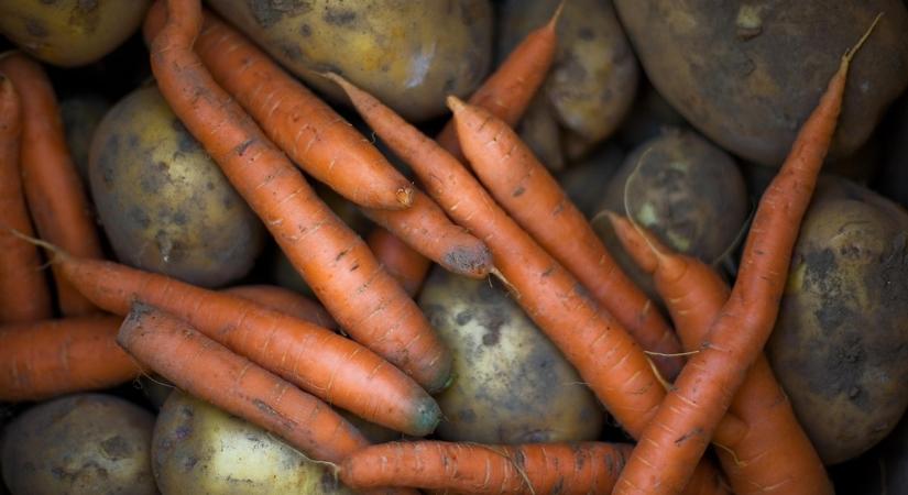 A gyökérzöldségek téli eltarthatóságának titkai