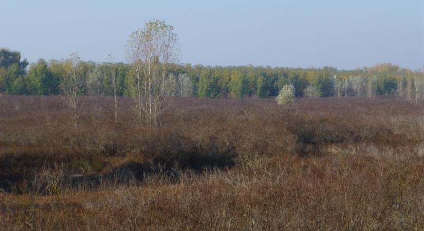 Brutális károkat okoznak az inváziós növény- és állatfajok Magyarországon