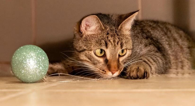 Gazdikereső: Nudli, a cirmos kandúrka