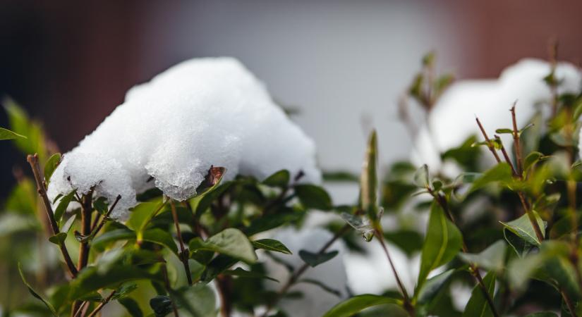 A kert pihen, a kertész dolgozik: tennivalók a balkonon és a teraszon