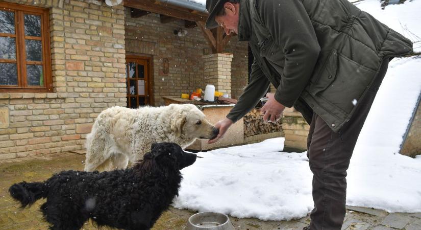 Drága és veszélyes így etetni a kutyákat? BARF kontra táp