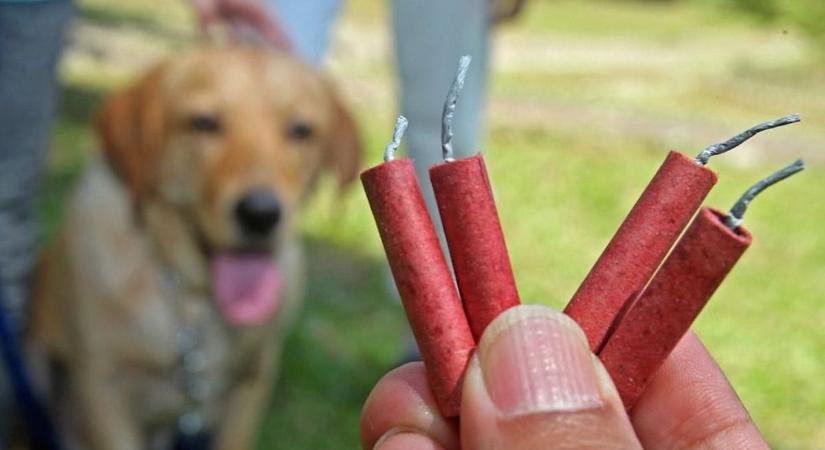 Tűzijáték Szilveszterkor: Állati jó tanácsok és tippek balesetmegelőzéshez
