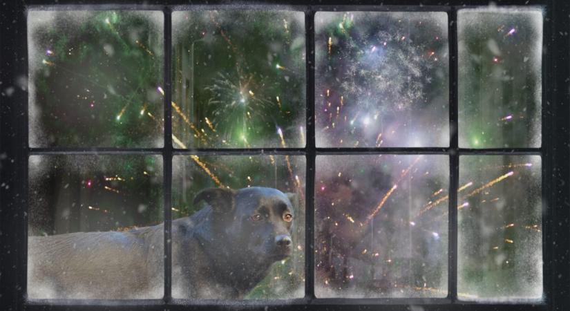 Ezeket érdemes megtenni szilveszter előtt a macska- és kutyatulajdonosoknak