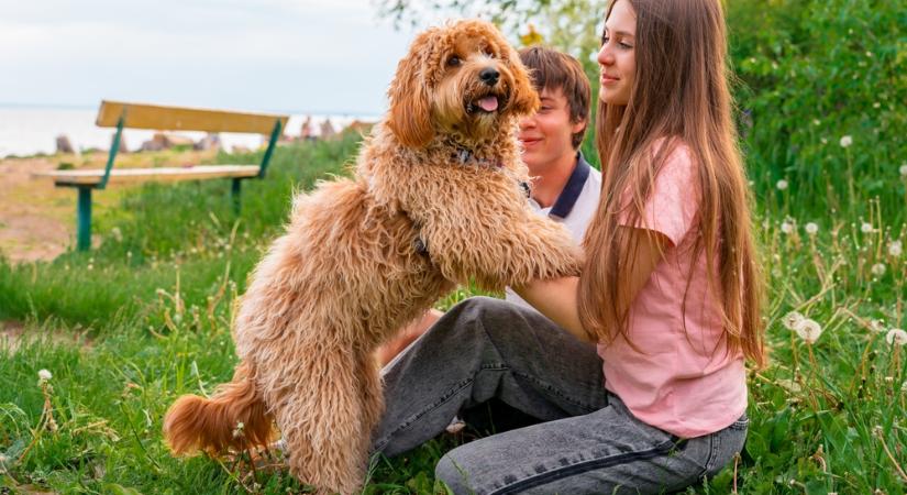 Gyógyító kutyák?!