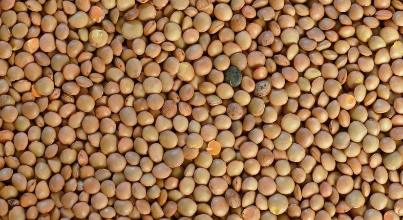 Tényleg felesleges a lencse áztatása?