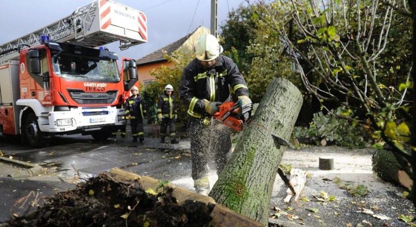 Harc a fákkal Zalában – ha szél van, törnek, dőlnek, veszélyt jelentenek