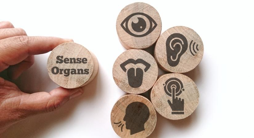 Meglepő felfedezés: nem öt érzékszervünk van!