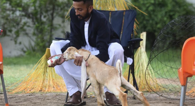 A laktóztolerancia genetikai kulcsát Dél-Ázsiában találták meg a Berkeley kutatói