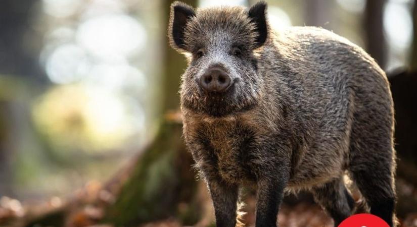 Januárban életveszélyessé válnak a bakonyi erdők ( térképek)