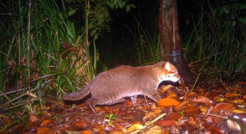 Harminc év után láttak újra egy kihaltnak vélt macskafajt Thaiföldön