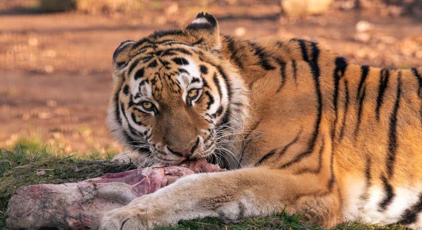 Megbírságolták a Nagyerdei Kultúrparkot