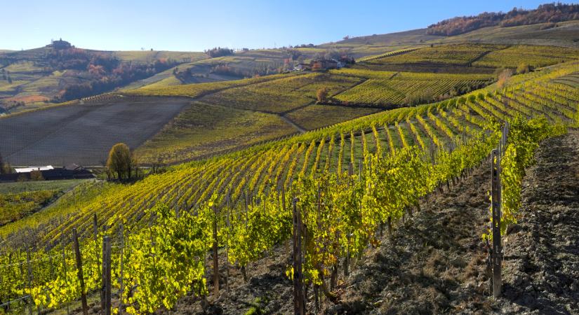 Csak így lehet megmenteni a magyar szőlőt? Nincs több idő, lépni kell