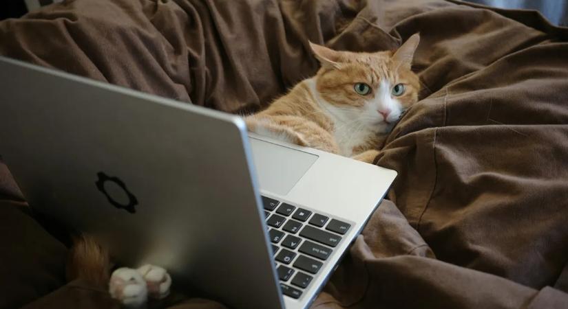 Elsöpörte a népharag a mesterséges intelligenciát