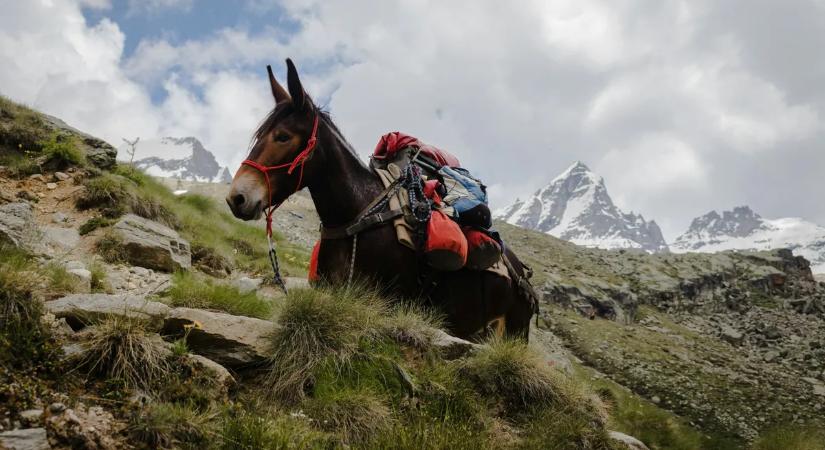 Öszvér és mobiltelefon: sokkoló hegyi baleset történt